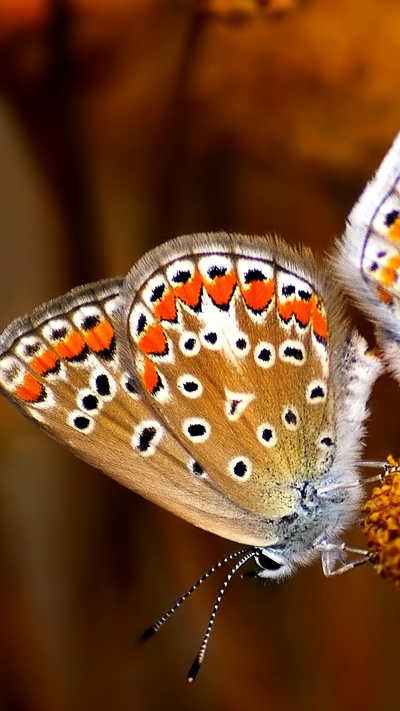 бабочка монарх, бабочка, lycaenid, насекомое, мотыльки и бабочки