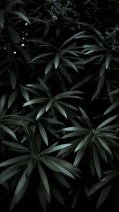 лист, монохромный, наземное растение, растение, черный