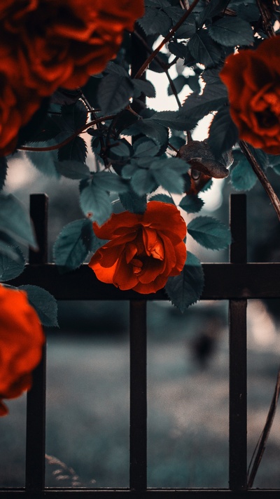розовый сад, цветковое растение, роза, красный цвет, цветок