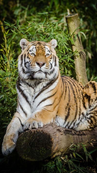 кошачьих, бенгальский тигр, котенок, большая кошка, амурский тигр