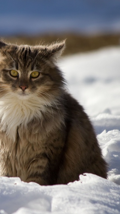 сибирячка, норвежская лесная кошка, живая природа, норвежский лесной кот, котенок