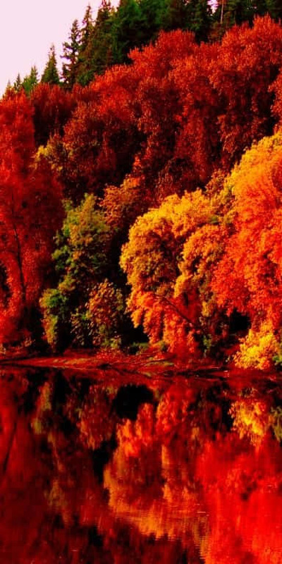 ржавчина и желтые листья падают осенним настольным озером
