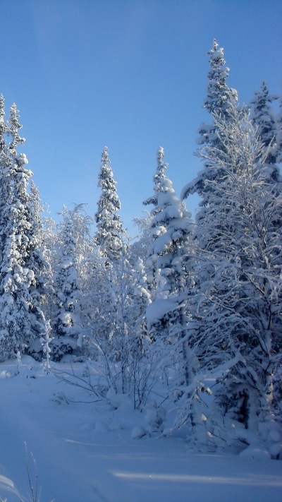 ель, зима, лес, снег, дерево