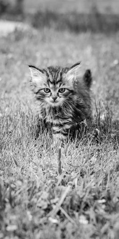 котенок черно белое фото злой