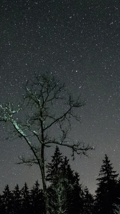 звезда, природа, атмосфера, дерево, ночь
