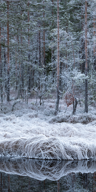 зимний лес первые заморозки