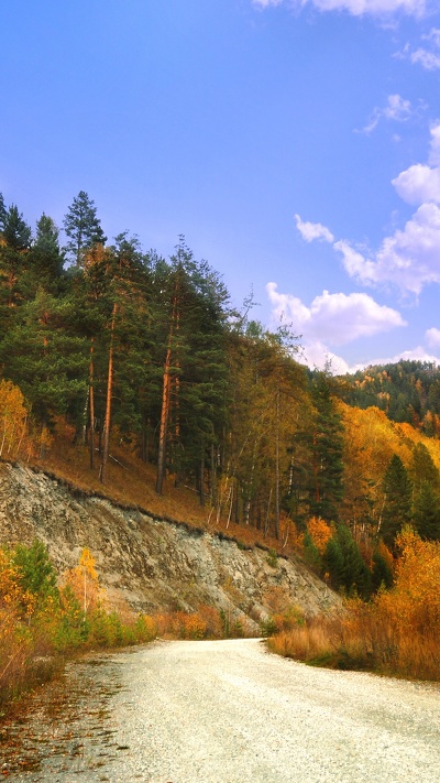 лист, тайга, дерево, природный ландшафт, природа