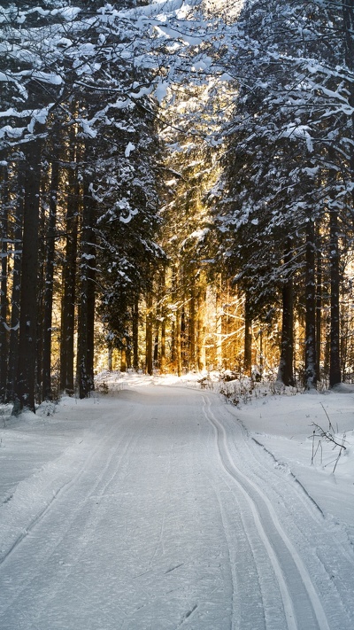 лес, природа, дерево, снег, замораживание