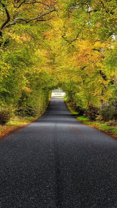 дорога, tree road scotland, растение, шотландия, дерево