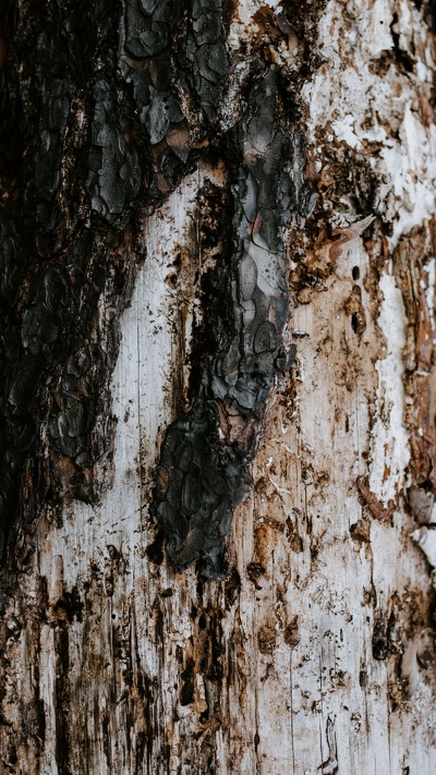 дерево, shellbark гикори, древесина, кора, коричневый цвет
