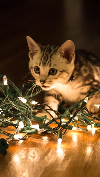 бакенбарды, котенок, кот, рождество, рождественский день