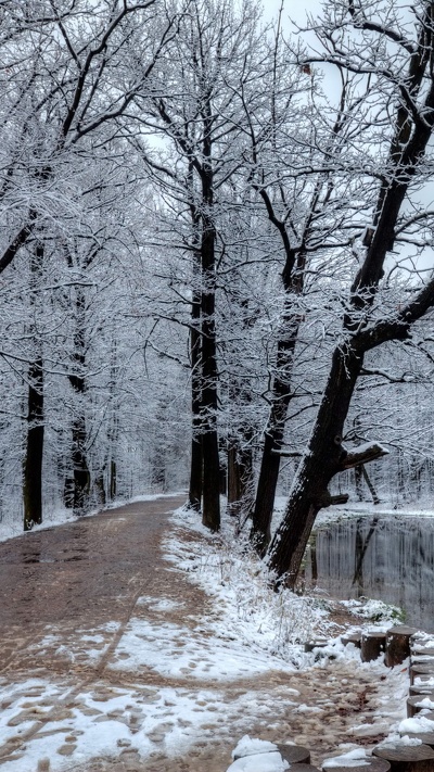 снег, зима, фреска, природа, дерево