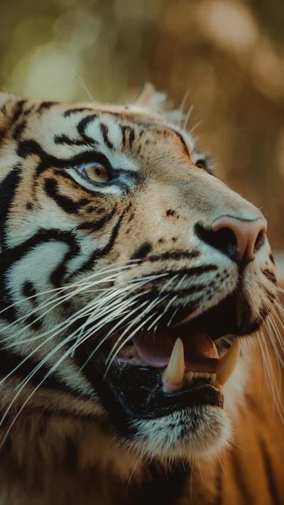 живая природа, леопард, тигр, большая кошка, рев