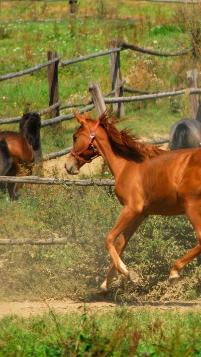 жеребенок, кобыла, стадо, жеребец, домашний скот