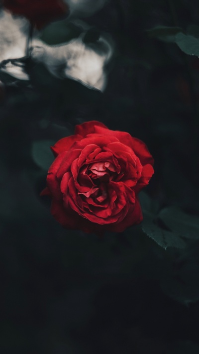 красный цвет, цветок, черный, роза, сад роз