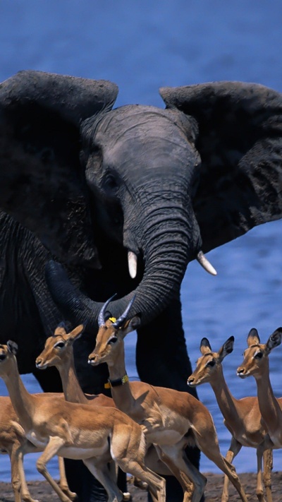 наземные животные, слоны и мамонты, живая природа, слон, миграция животных