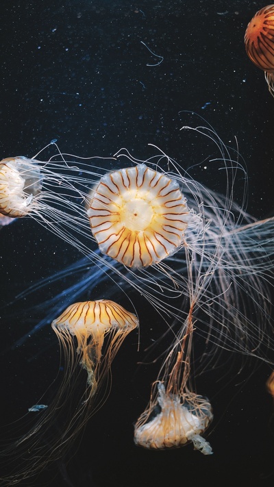 cnidaria, беспозвоночных, медуза, море, одуванчик