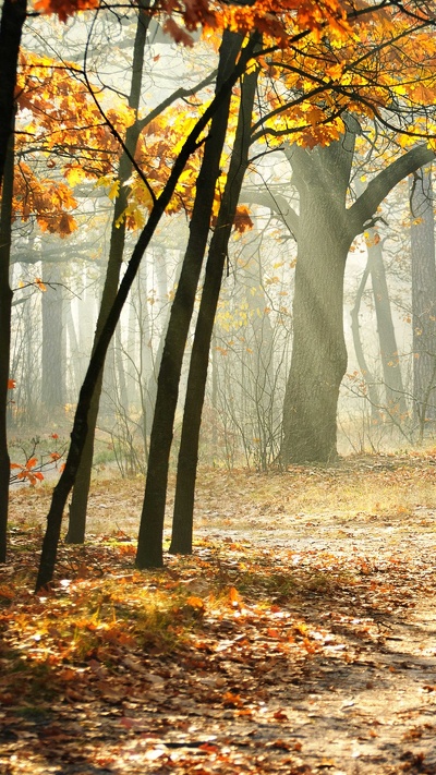 дерево, природа, лес, лесистая местность, осень