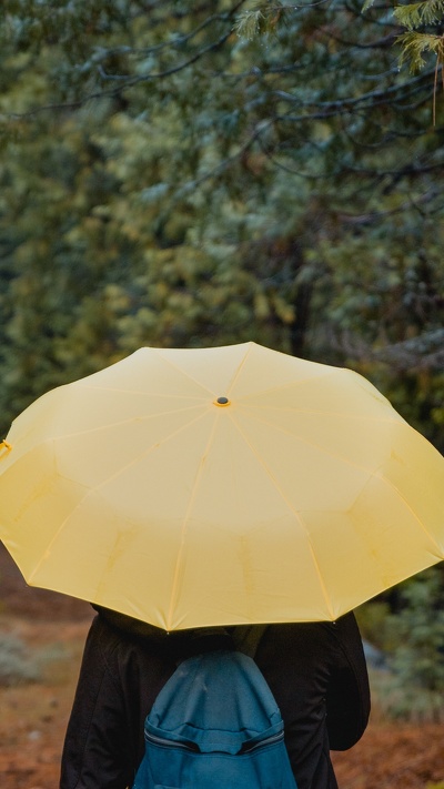 желтый, зонтик, дерево, лес, солнечный свет