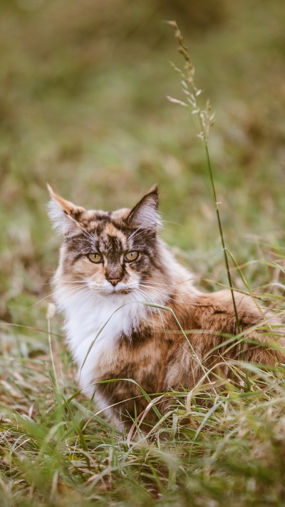 кот, дикая кошка, бакенбарды, кошачьих, мейн кун