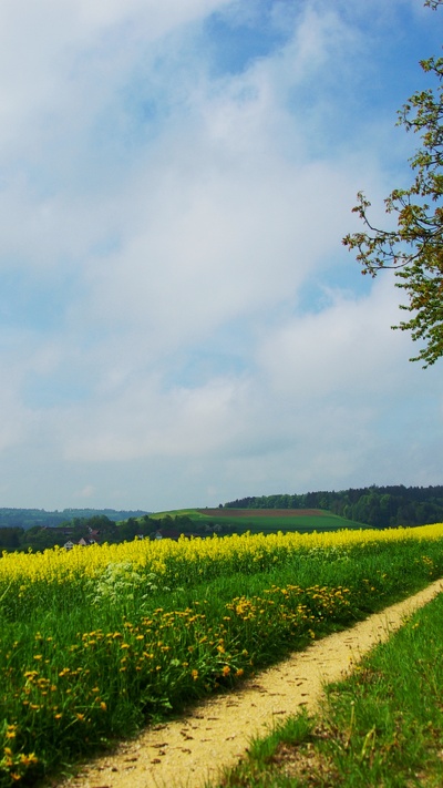 урожай, дорога, небо, природа, поле